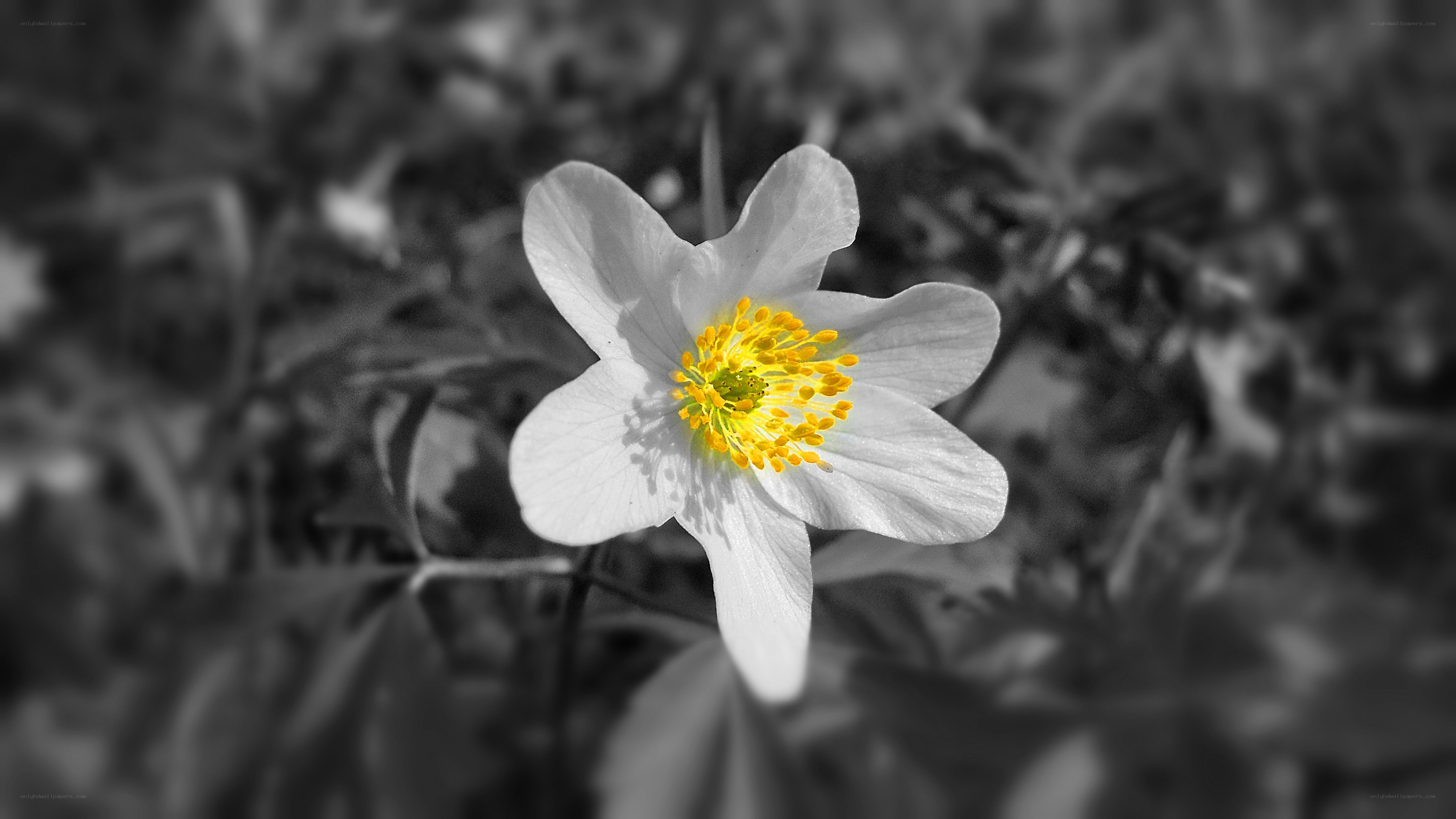 white flower with yellow center