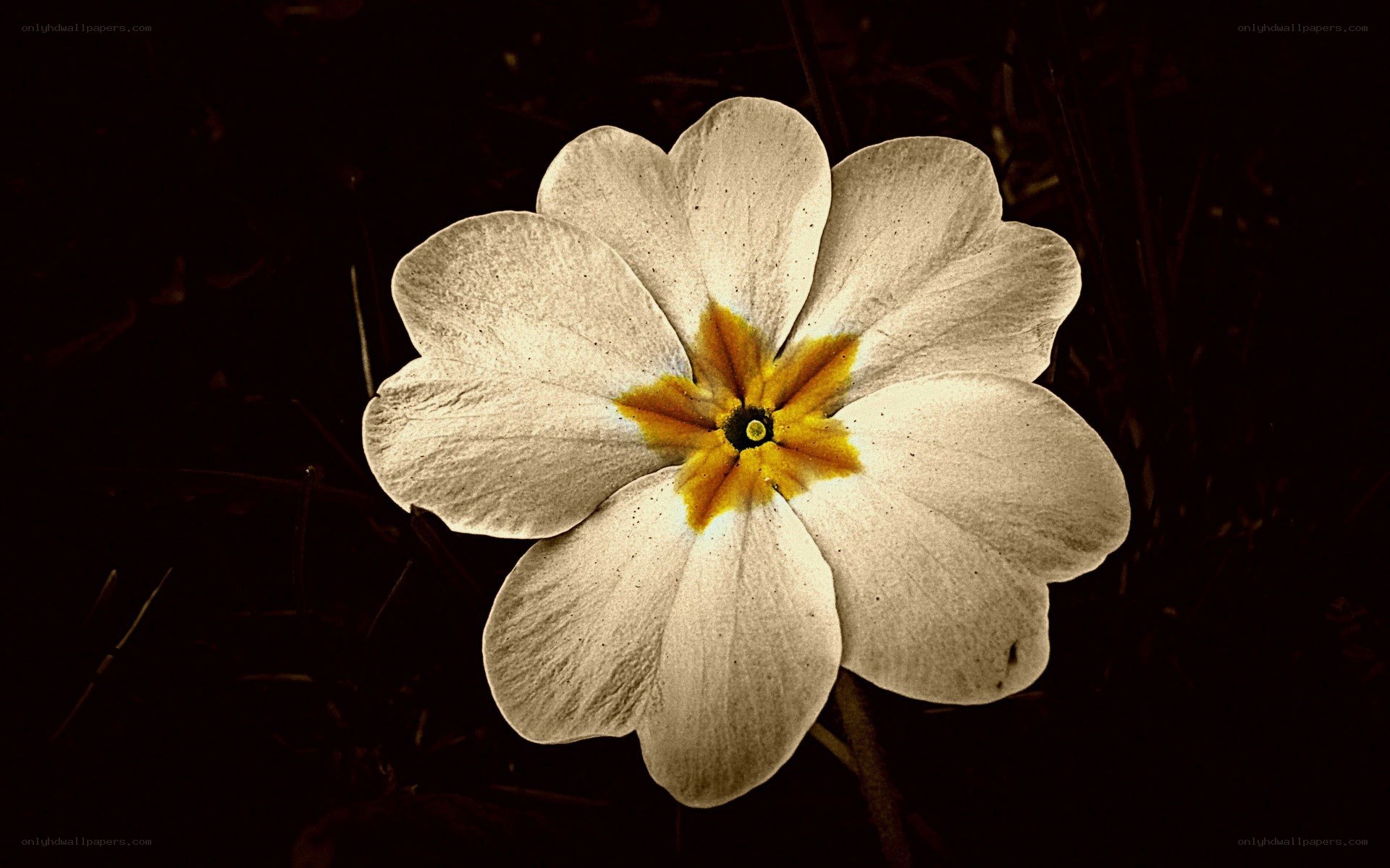 white flower with yellow center