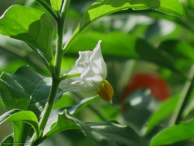 White flower with yellow center