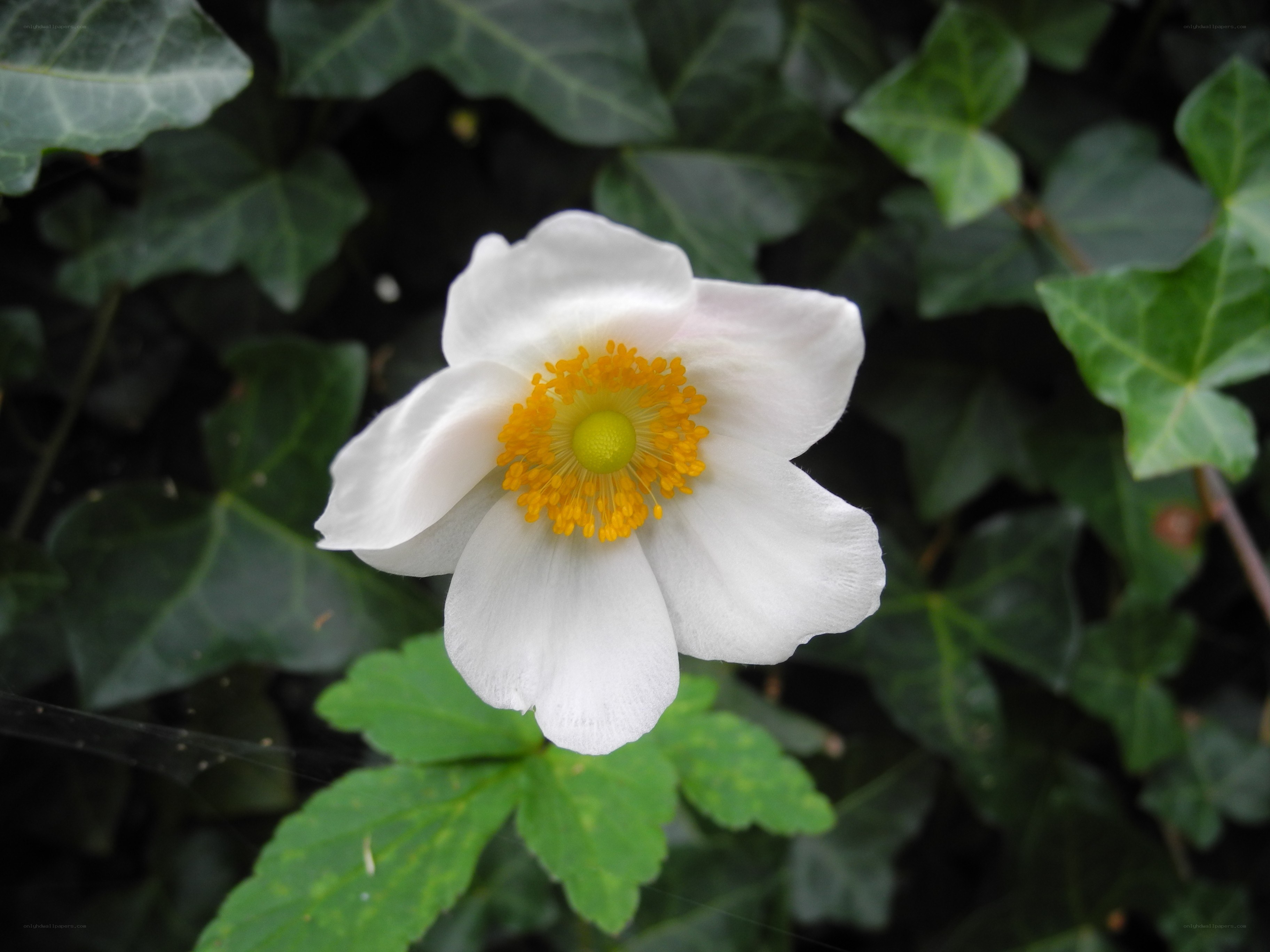 white flower with yellow center