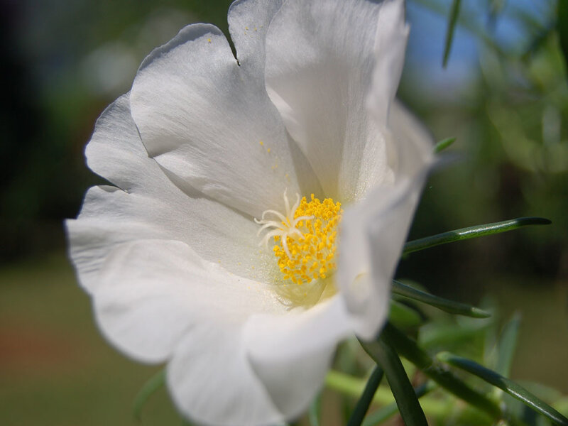 white flower with yellow center