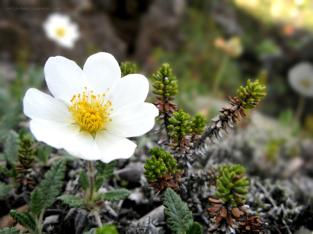 White flower with yellow center