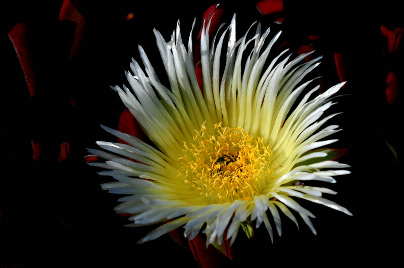 White flower with yellow center