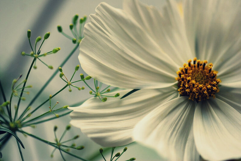 white flower with yellow center