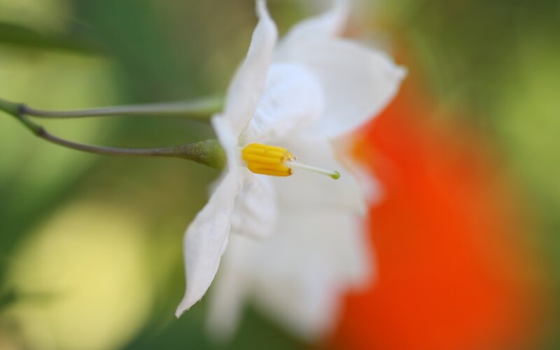 white flower with yellow center