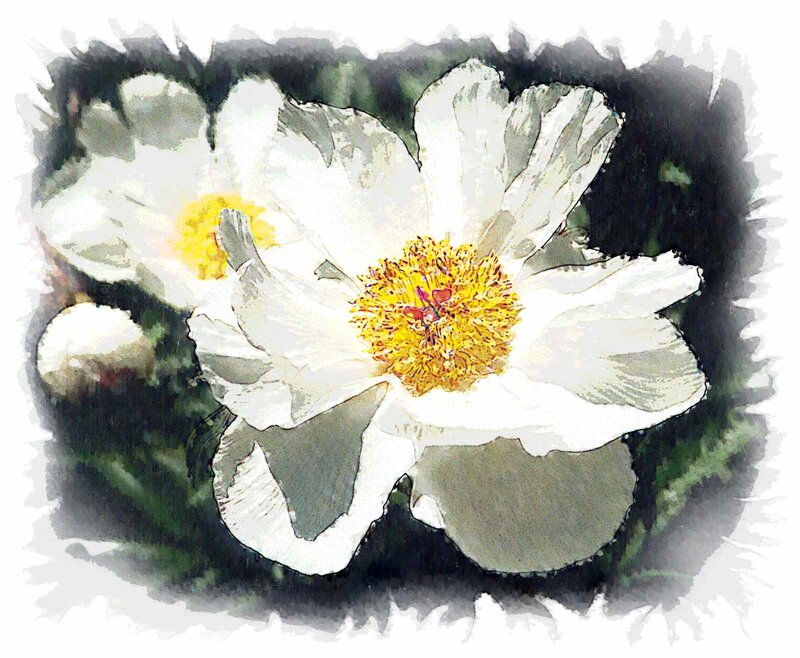 white flower with yellow center