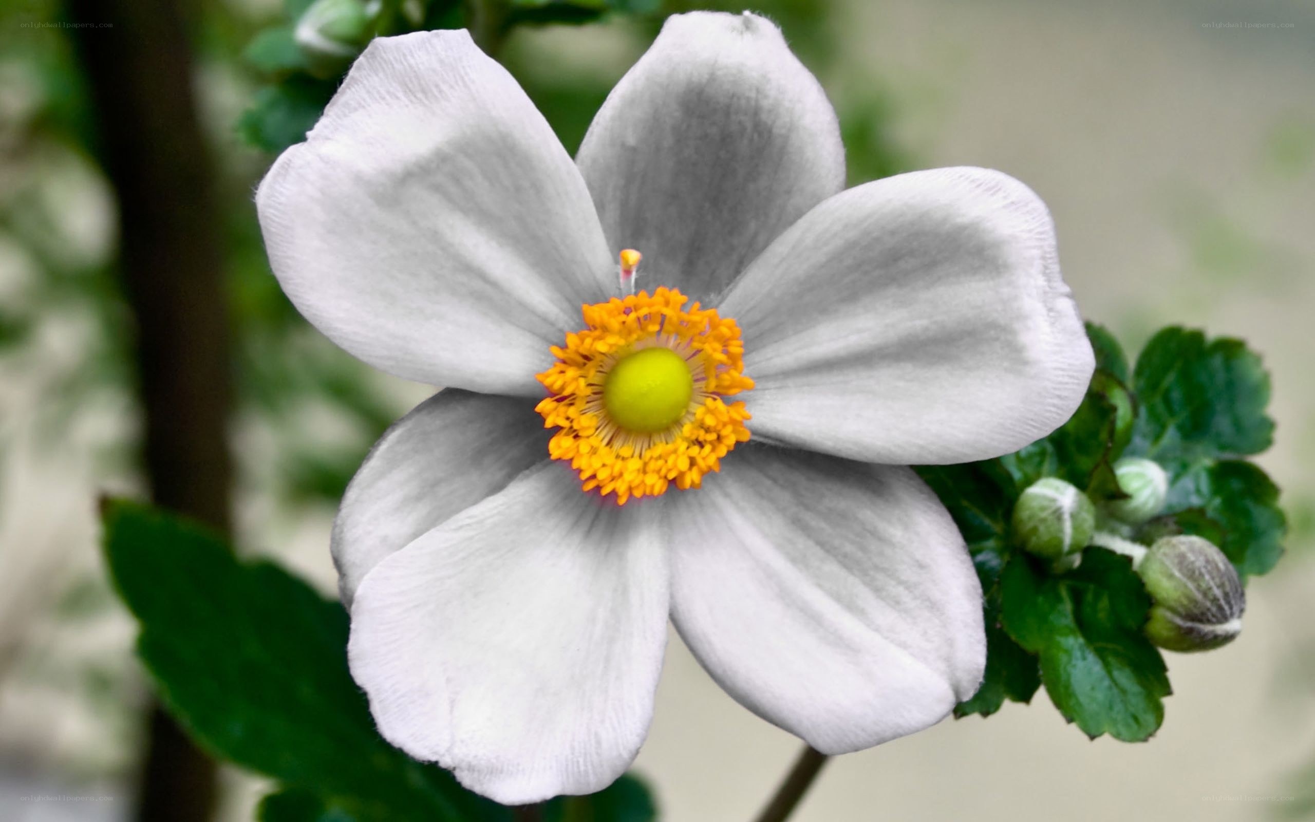 white flower with yellow center