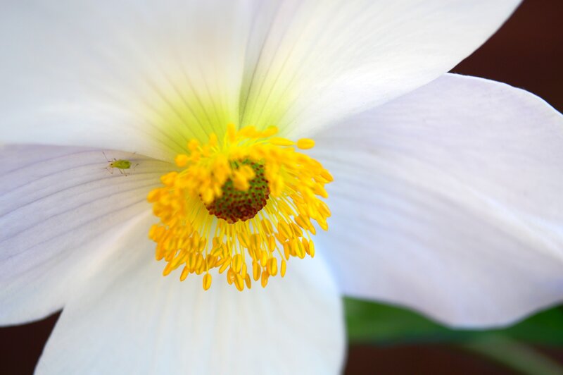 white flower with yellow center