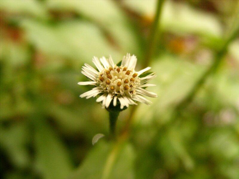 White Flower with Yellow Center — Calm, Afternoon, Photograph