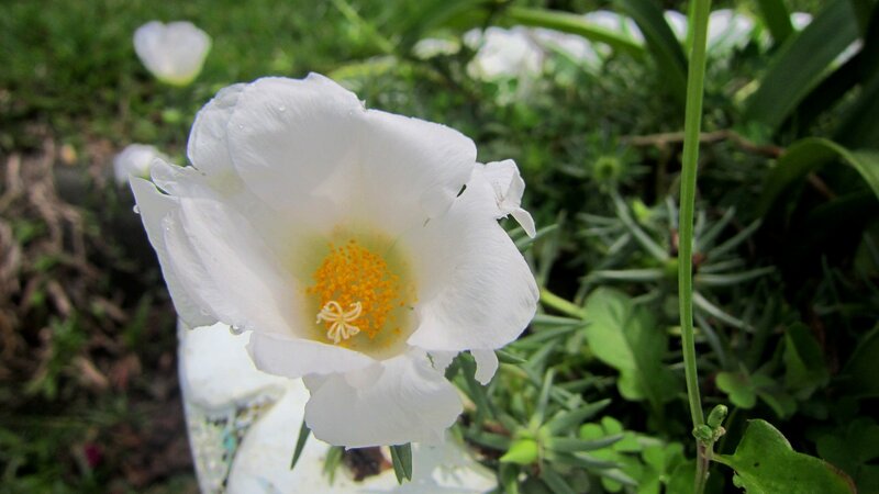 White Flower with Yellow Center — Calm, Afternoon