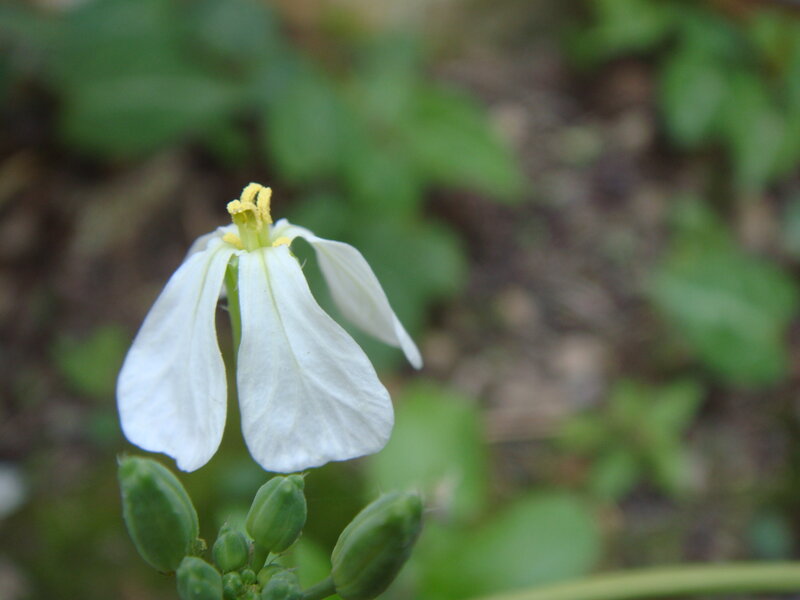 White Flower with Yellow Center — Calm, Photograph, Green Buds