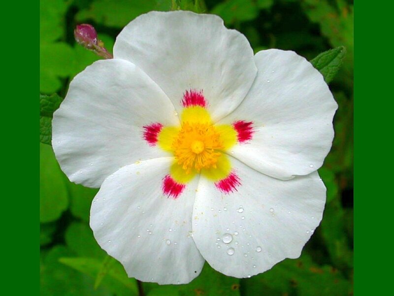 White Flower with Yellow Center — Calm, Photograph, Green Leaves, Flower Bud