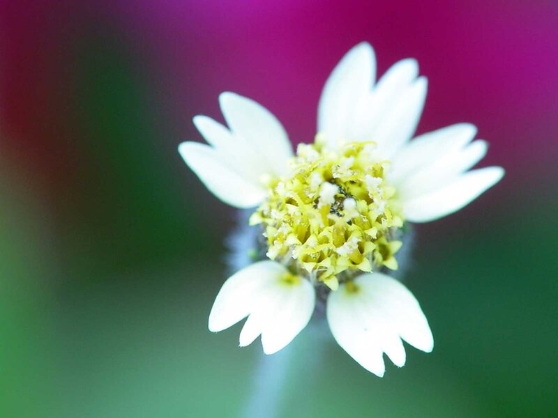 White Flower with Yellow Center — Calm, Photograph, Petals