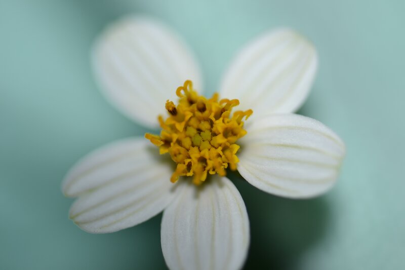 White Flower with Yellow Center — Calm, Photograph