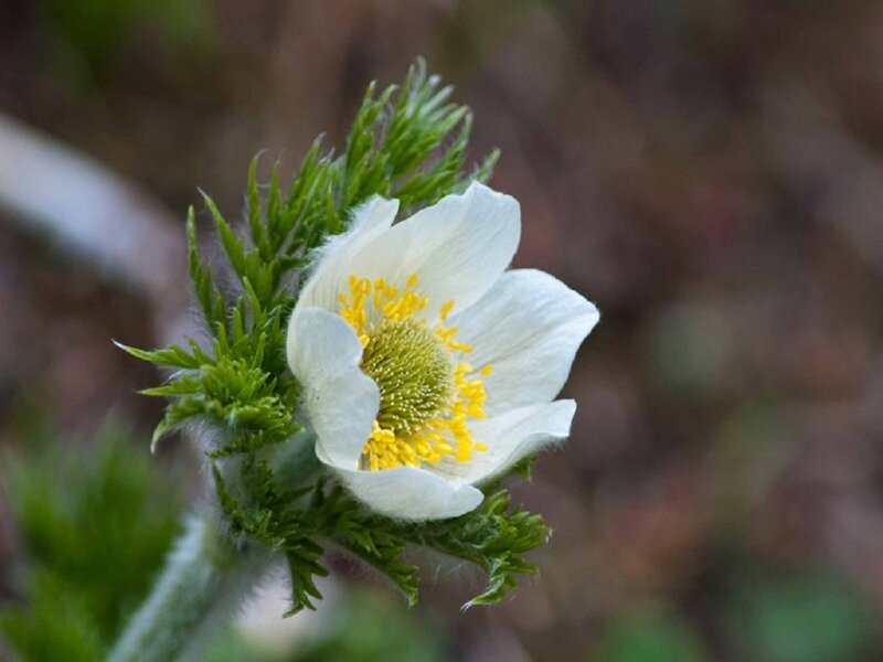White Flower with Yellow Center — Calm, Spring, Photograph