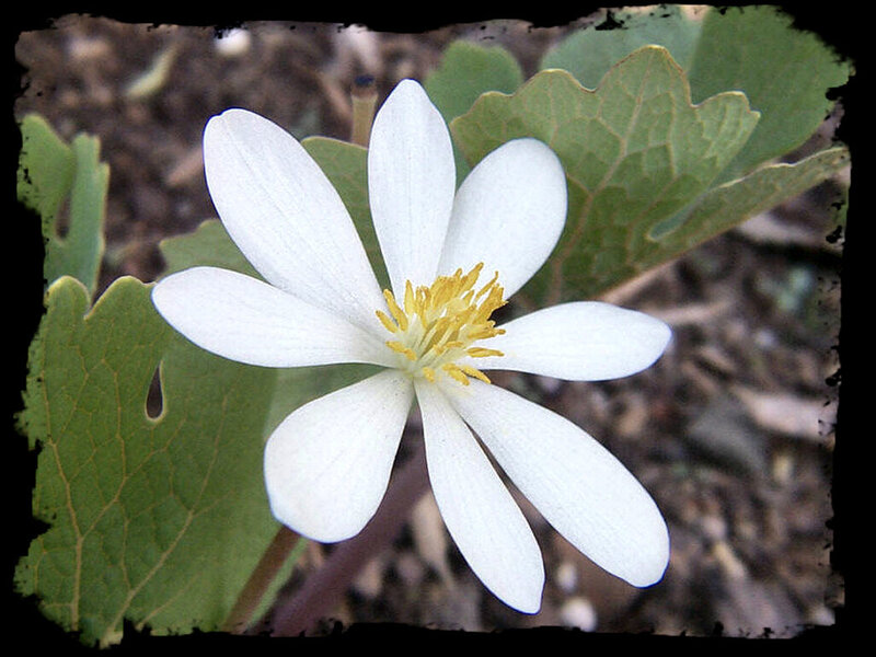White Flower with Yellow Center — Calm, Spring