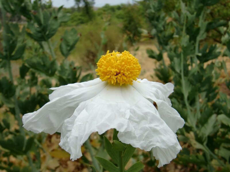 White Flower with Yellow Center — Calm