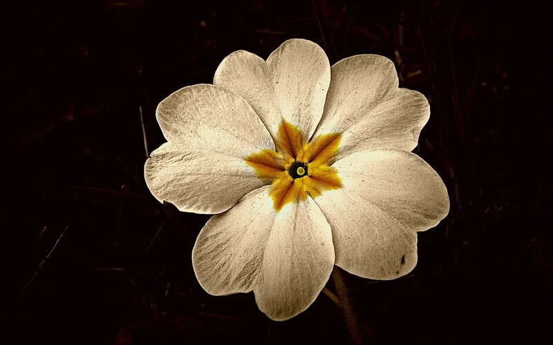 White Flower with Yellow Center — Dramatic