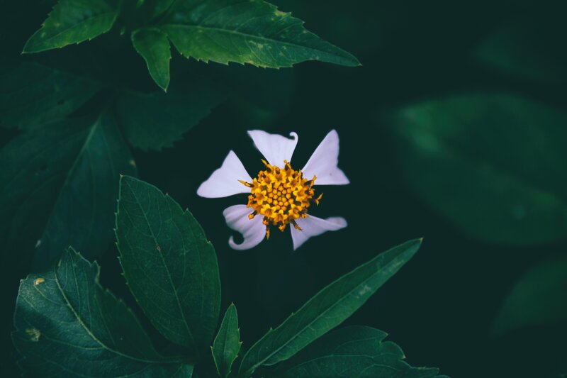 White Flower with Yellow Center — Green, Serene, Photograph