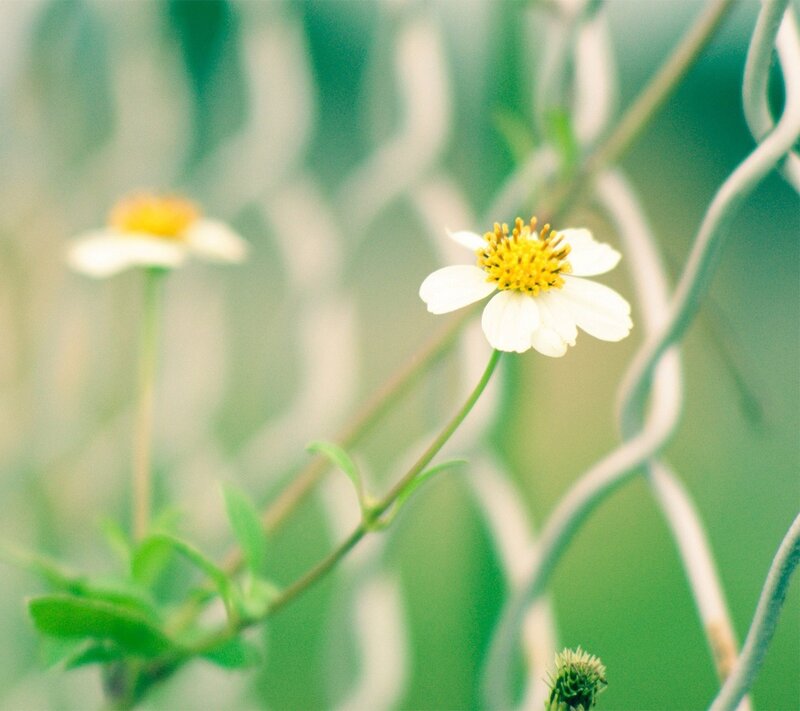 White Flower with Yellow Center — Green, Serene