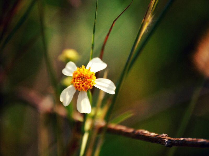 White Flower with Yellow Center — Green