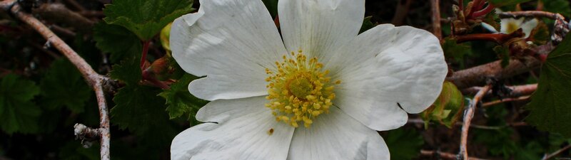 White Flower with Yellow Center — Natural, Spring, Photograph