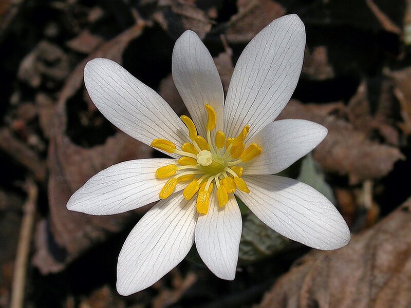 White Flower with Yellow Center — Natural, Spring