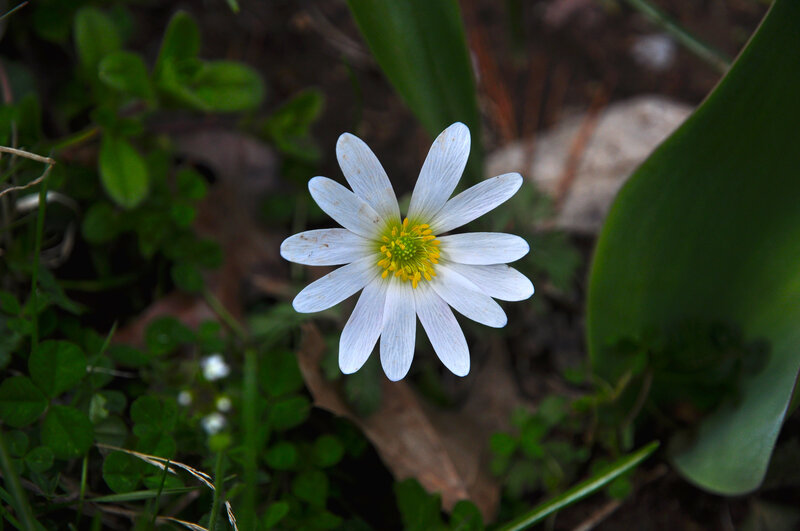 White Flower with Yellow Center — Natural