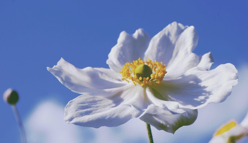 White Flower with Yellow Center — Serene, Afternoon, Photograph, Blue Sky