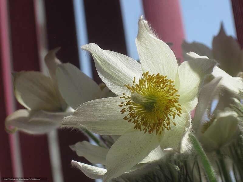 White Flower with Yellow Center — Serene, Afternoon, Photograph, Petals