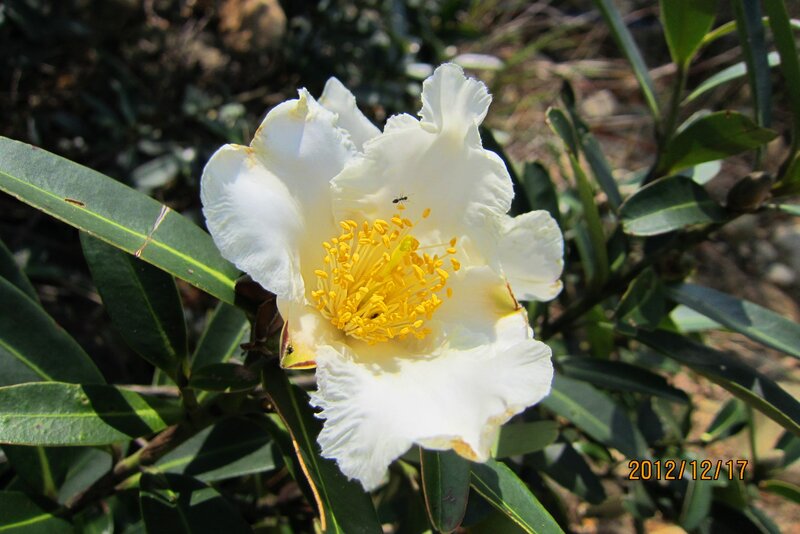 White Flower with Yellow Center — Serene, Afternoon, Photograph