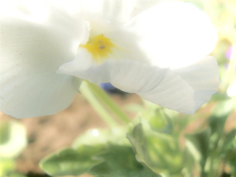 White Flower with Yellow Center — Serene, Afternoon