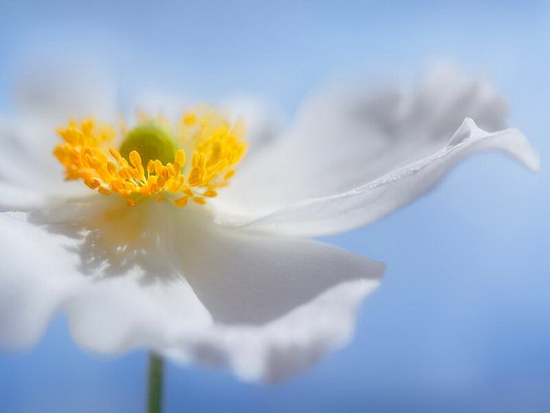 White Flower with Yellow Center — Serene, Morning