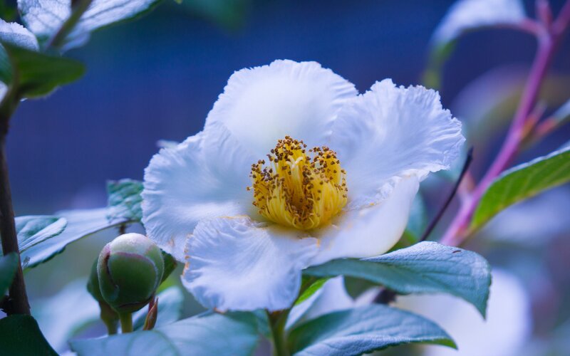 White Flower with Yellow Center — Serene, Photograph, Bud, Leaves