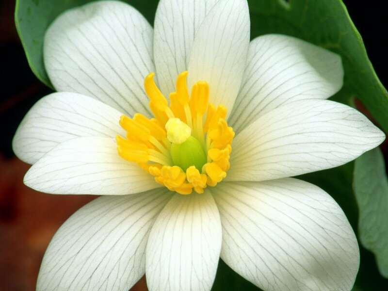 White Flower with Yellow Center — Serene, Photograph, Petals, Stamen, Leaf