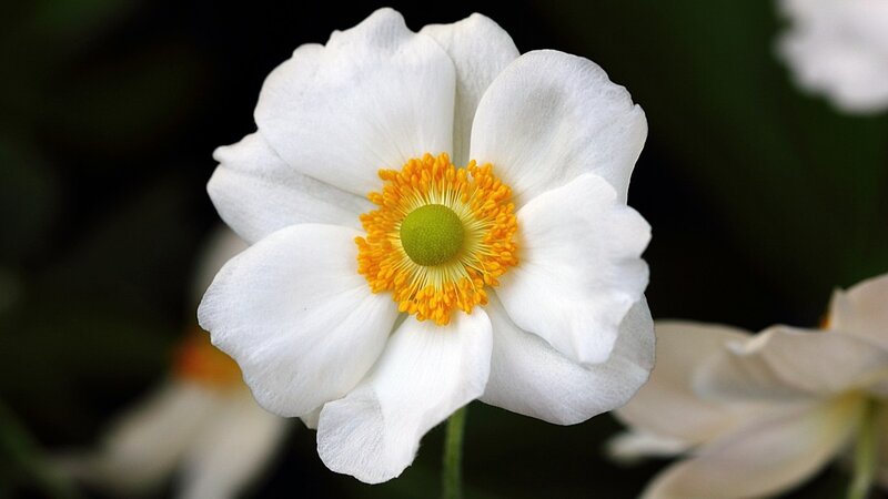 White Flower with Yellow Center — Serene, Photograph, Petals