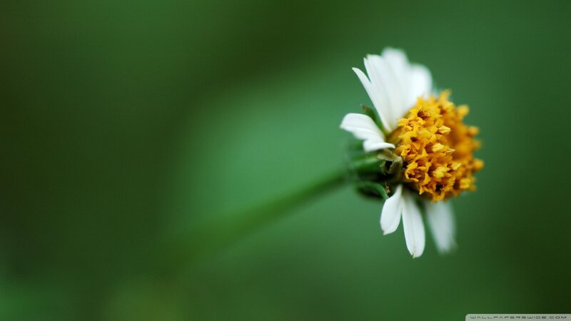 White Flower with Yellow Center — Serene, Photograph, Stem