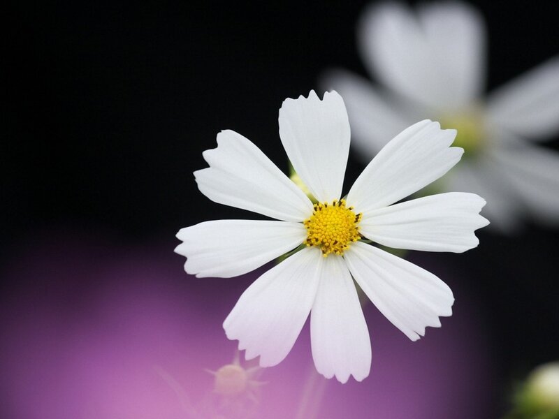 White Flower with Yellow Center — Serene, Photograph