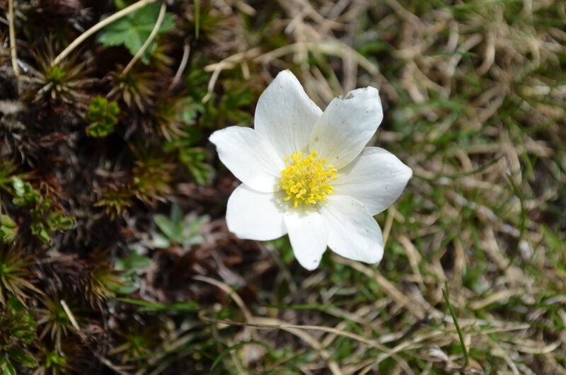 White Flower with Yellow Center — Serene, Spring, Photograph, Grass