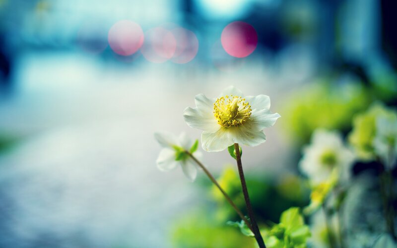 White Flower with Yellow Center — Serene, Spring, Photograph, Green Leaves