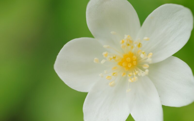 White Flower with Yellow Center — Serene, Spring, Photograph, Petals, Stamen