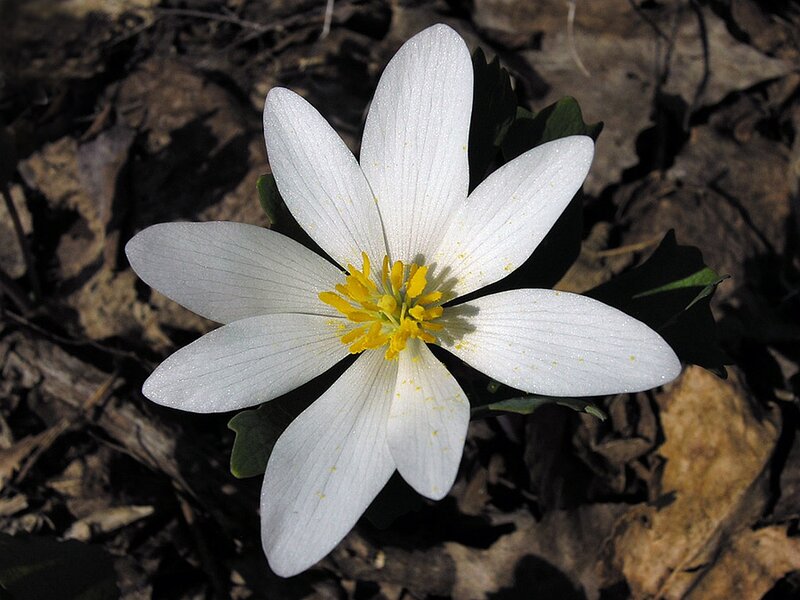 White Flower with Yellow Center — Serene, Spring, Photograph