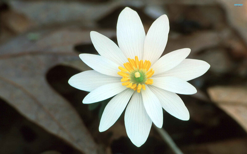 White Flower with Yellow Center — Serene, Spring