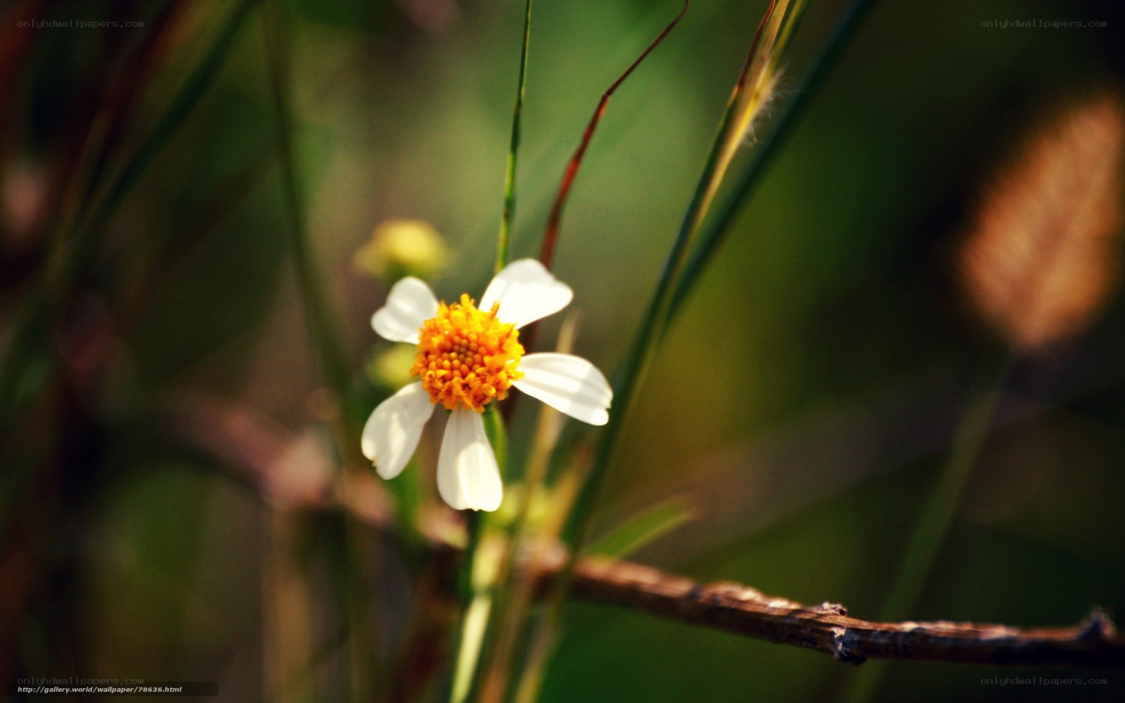 White flower with yellow center