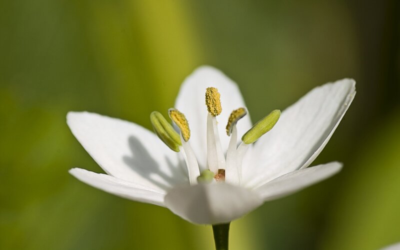 white flower with yellow stamen
