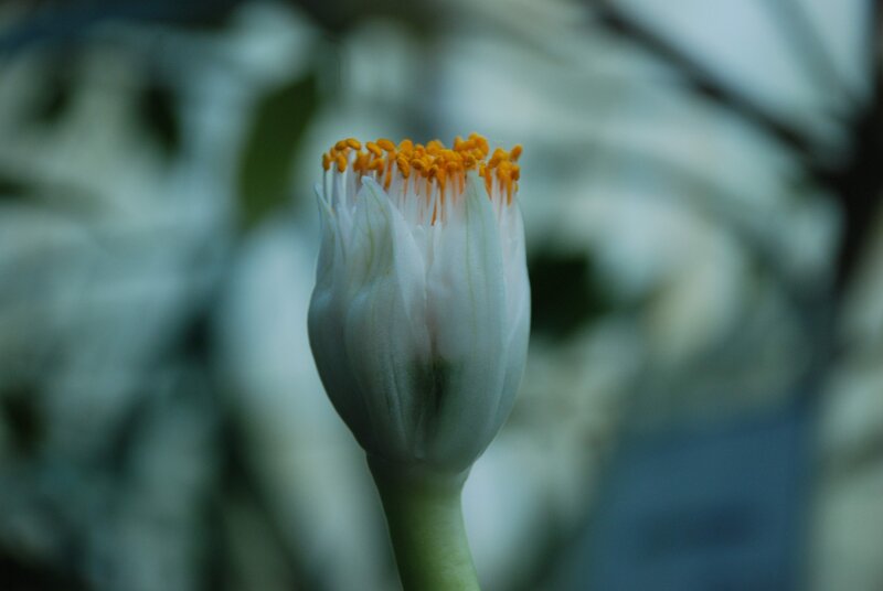White flower with yellow stamen