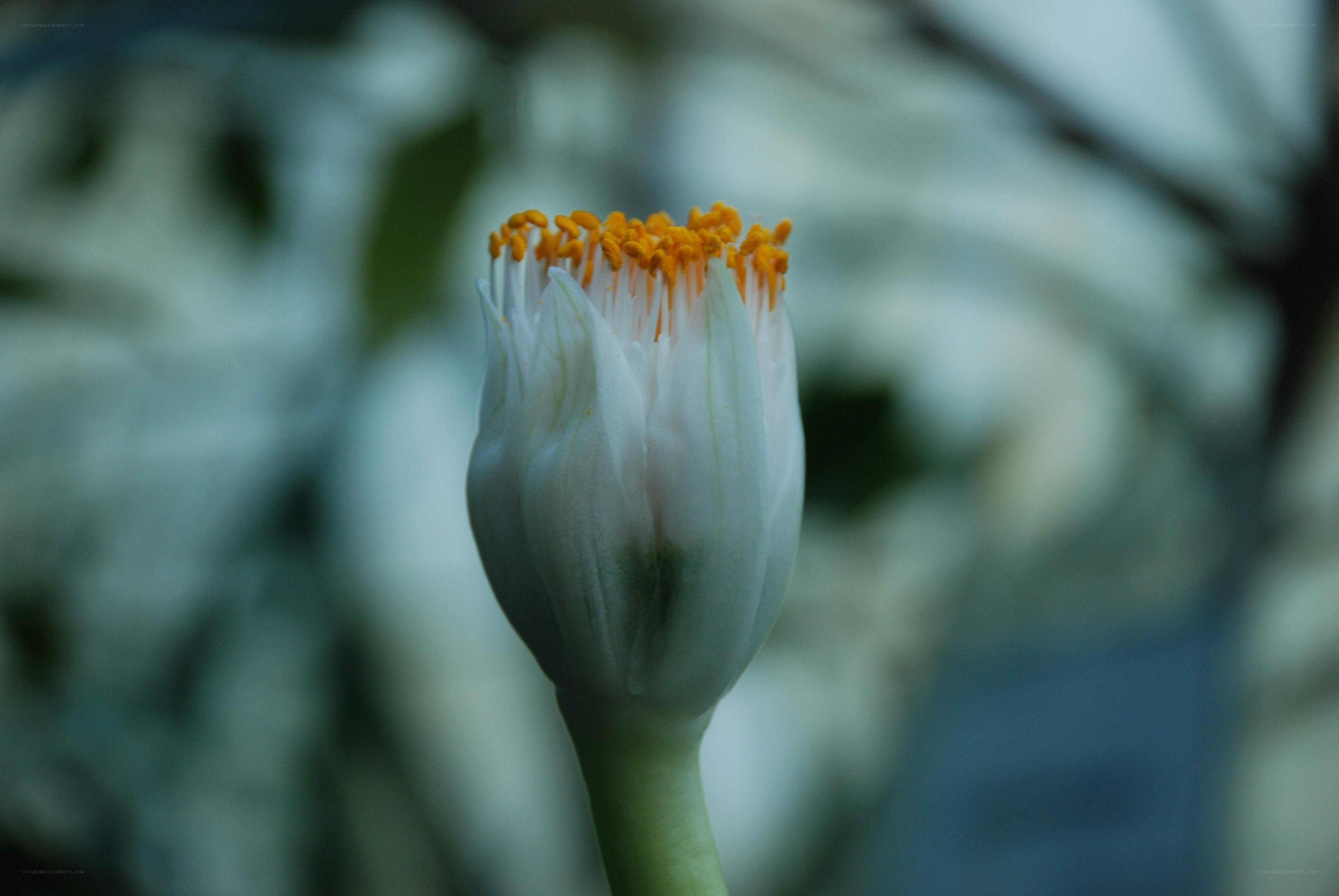 White flower with yellow stamen