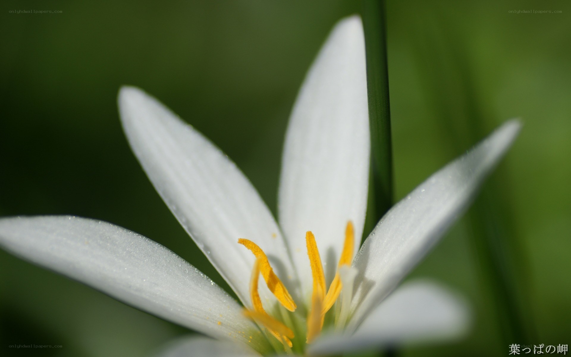 white flower with yellow stamen