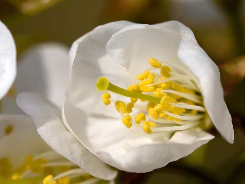 white flower with yellow stamen