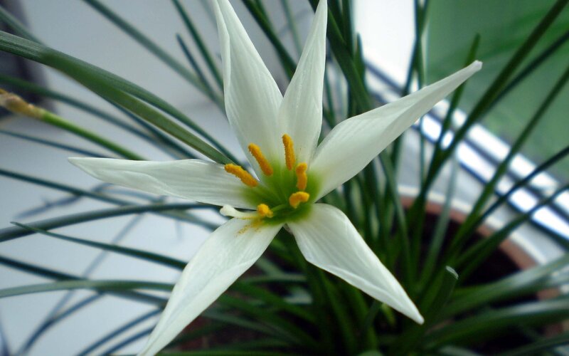 White Flower with Yellow Stamen — Calm, Photograph
